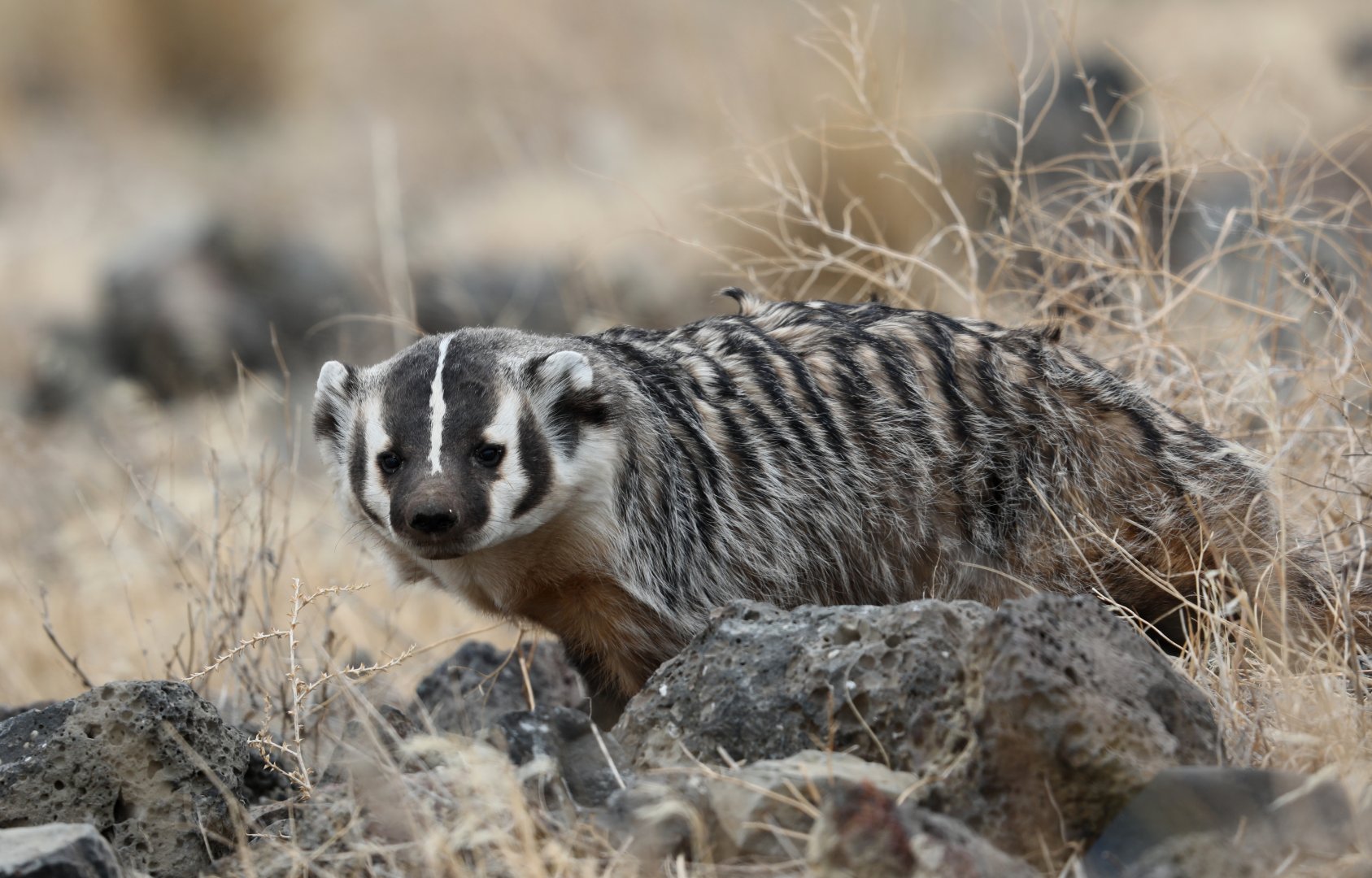 American Badger (Taxidea taxus)