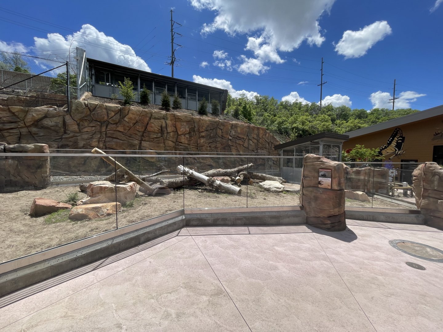 American Badger Viewing