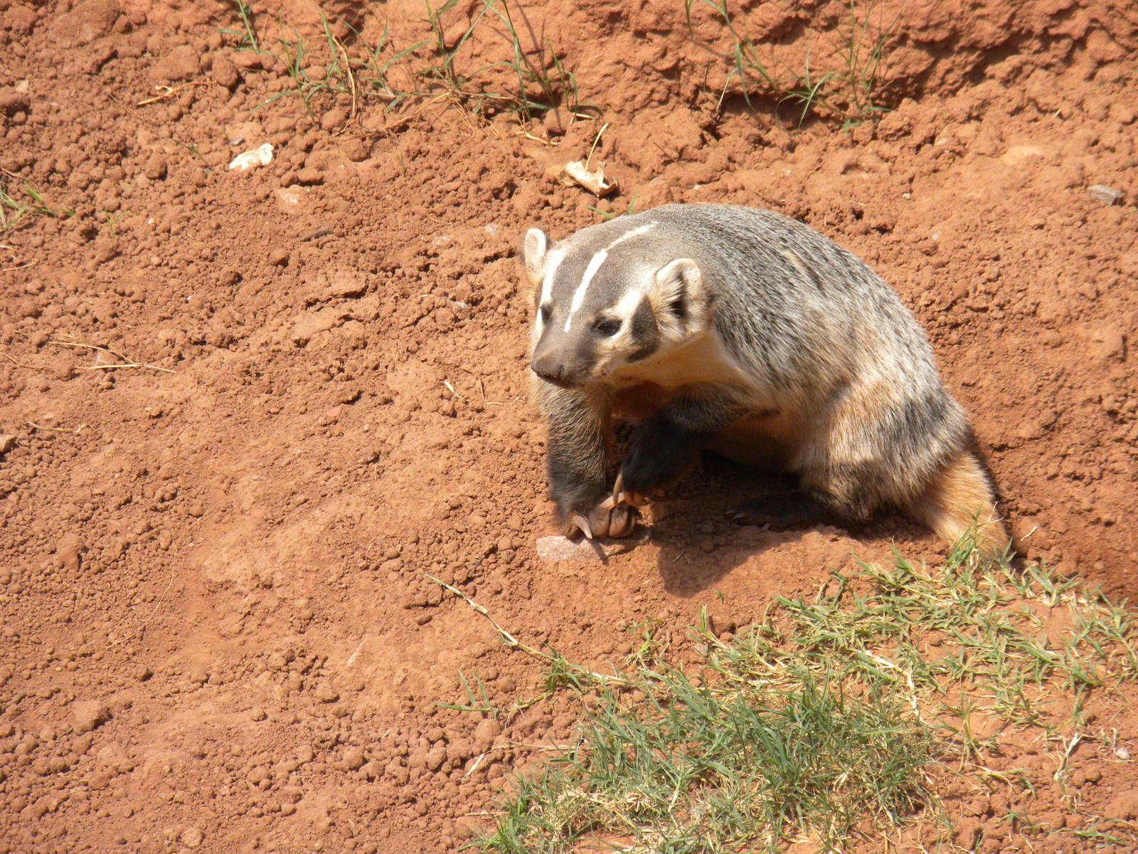 American Badger