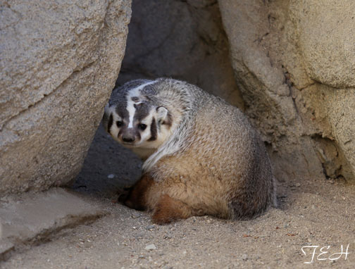 american badger