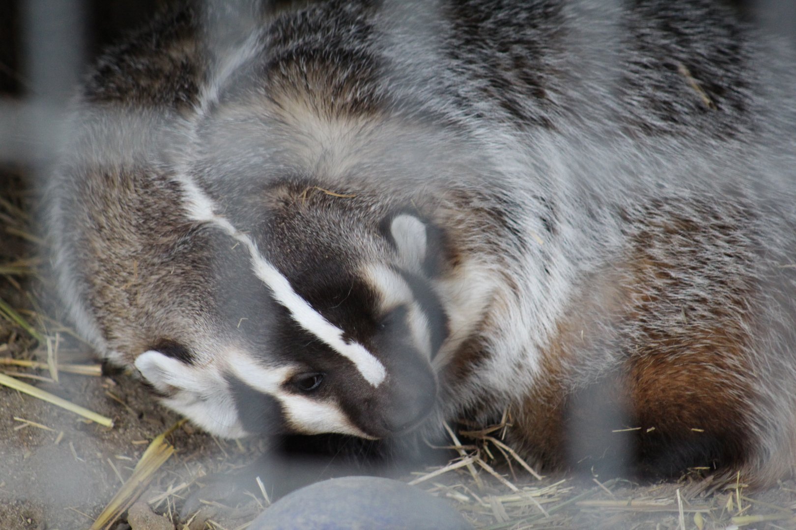 American Badger