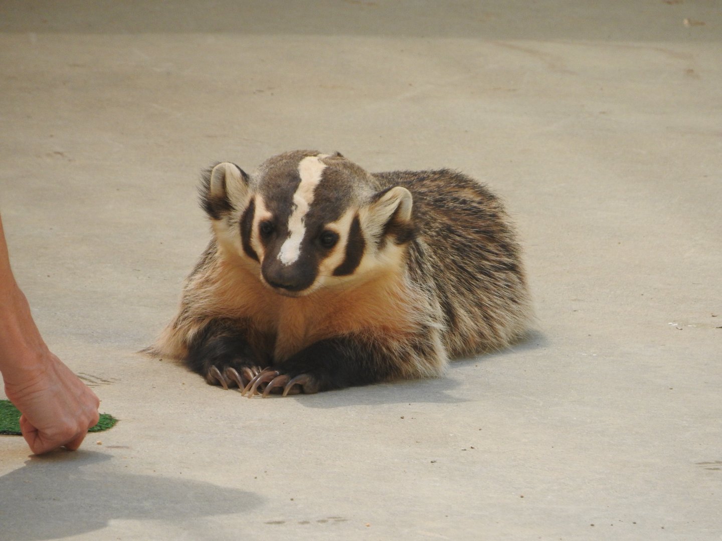 American Badger