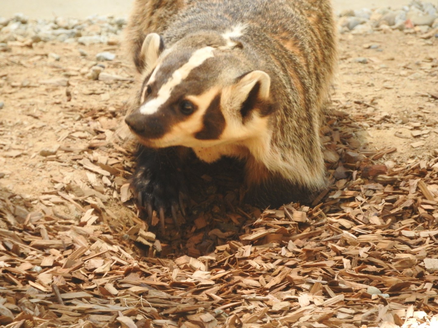 American Badger