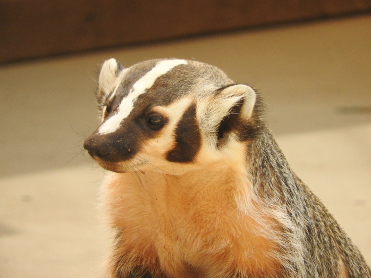 American Badger
