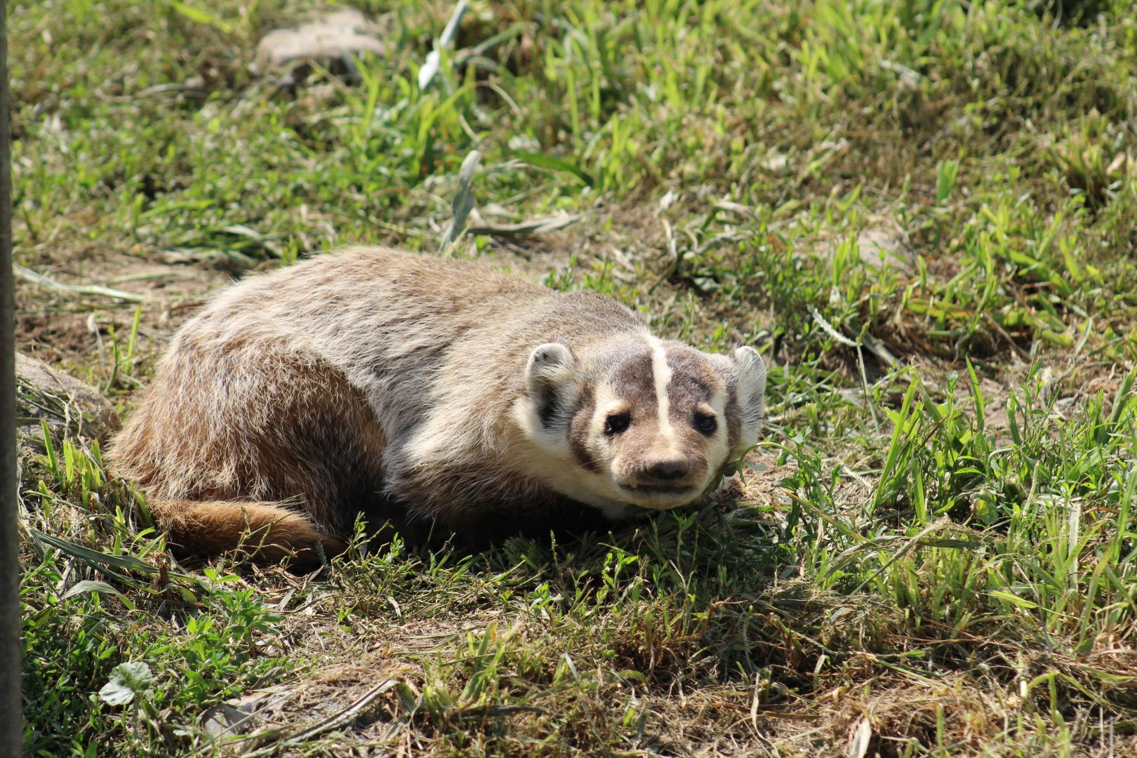American Badger