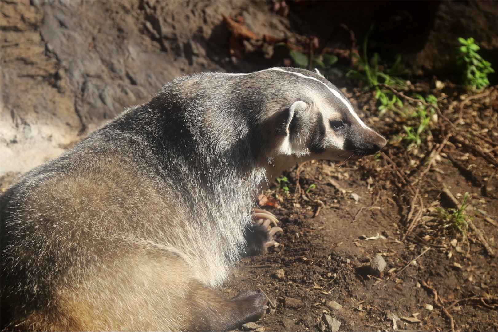 American badger