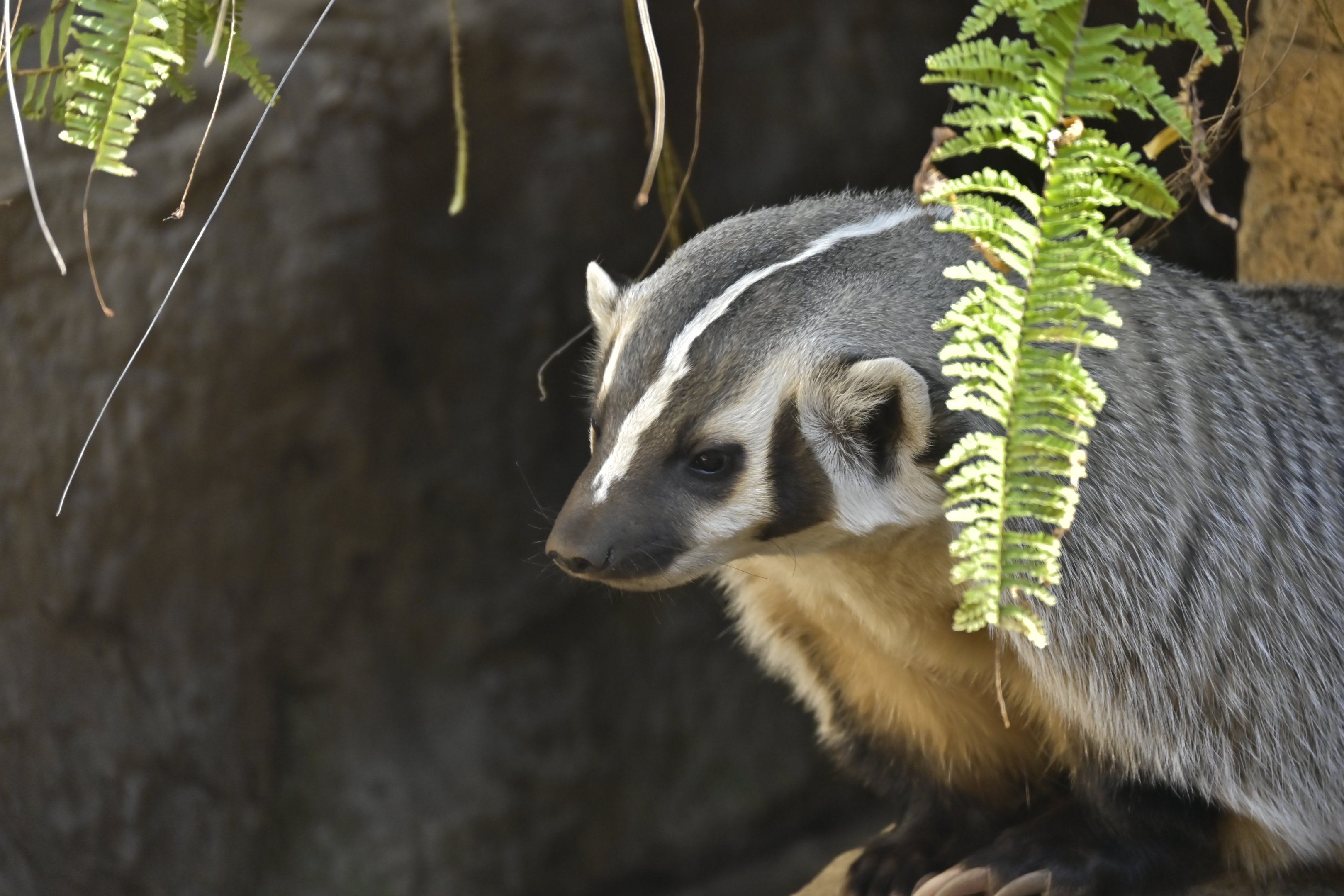 American Badger
