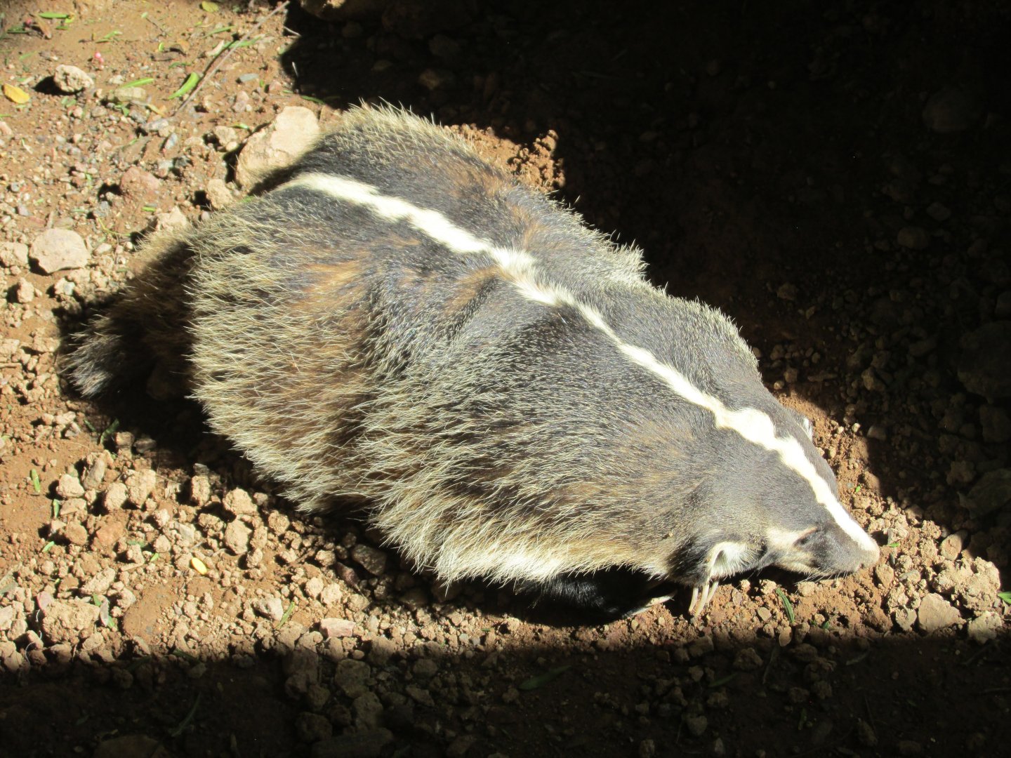 american badger