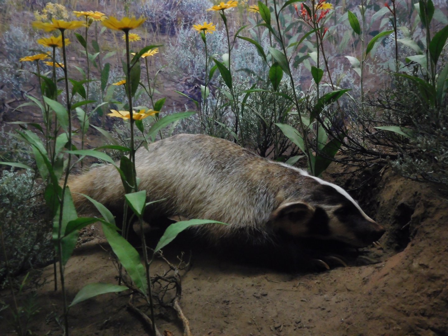 American Badger