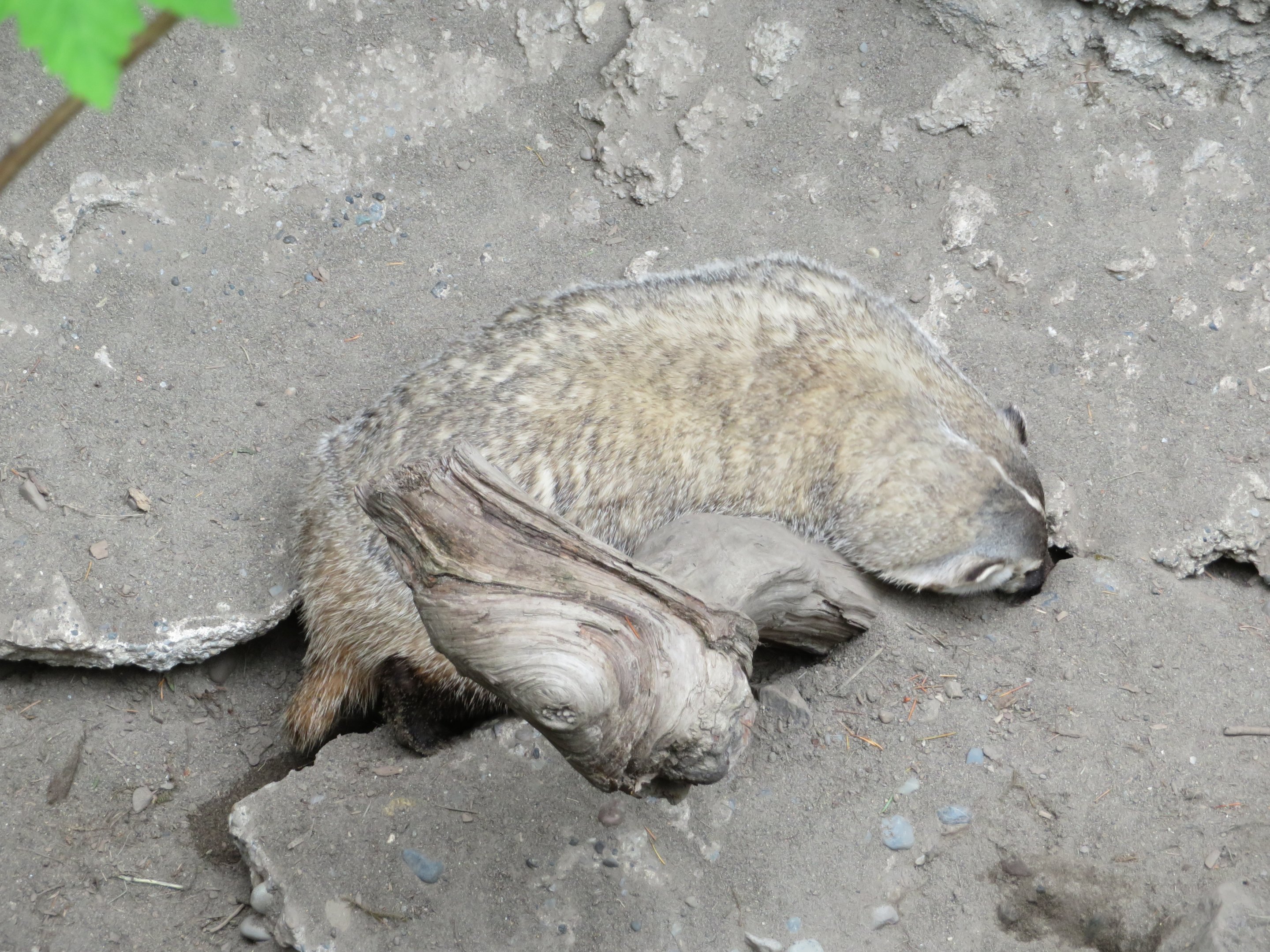 American Badger