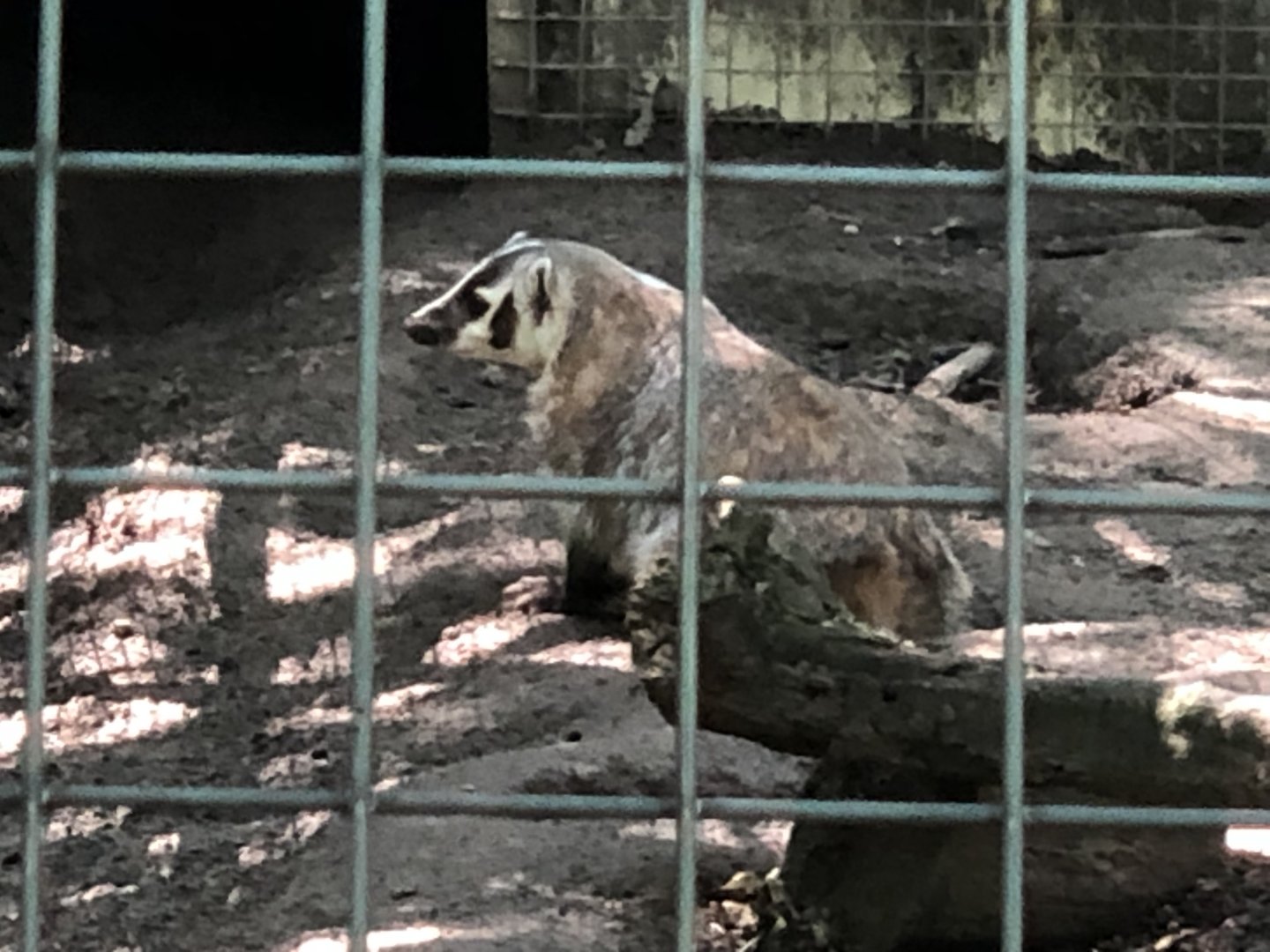 American Badger