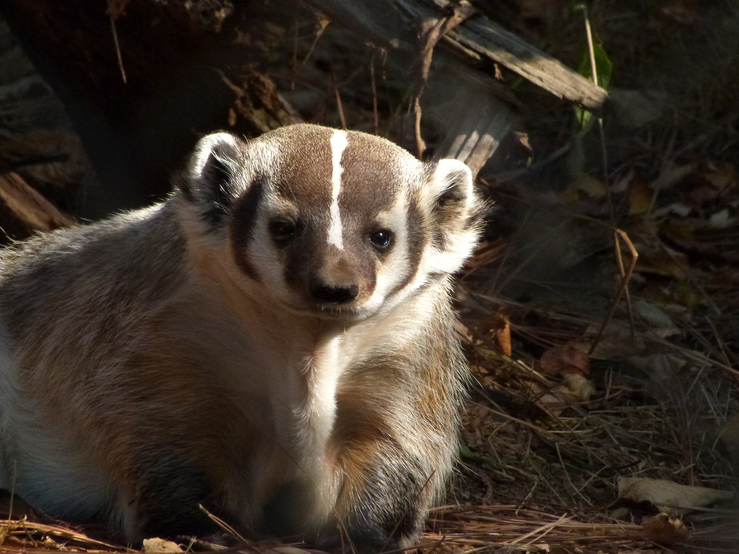 American Badger