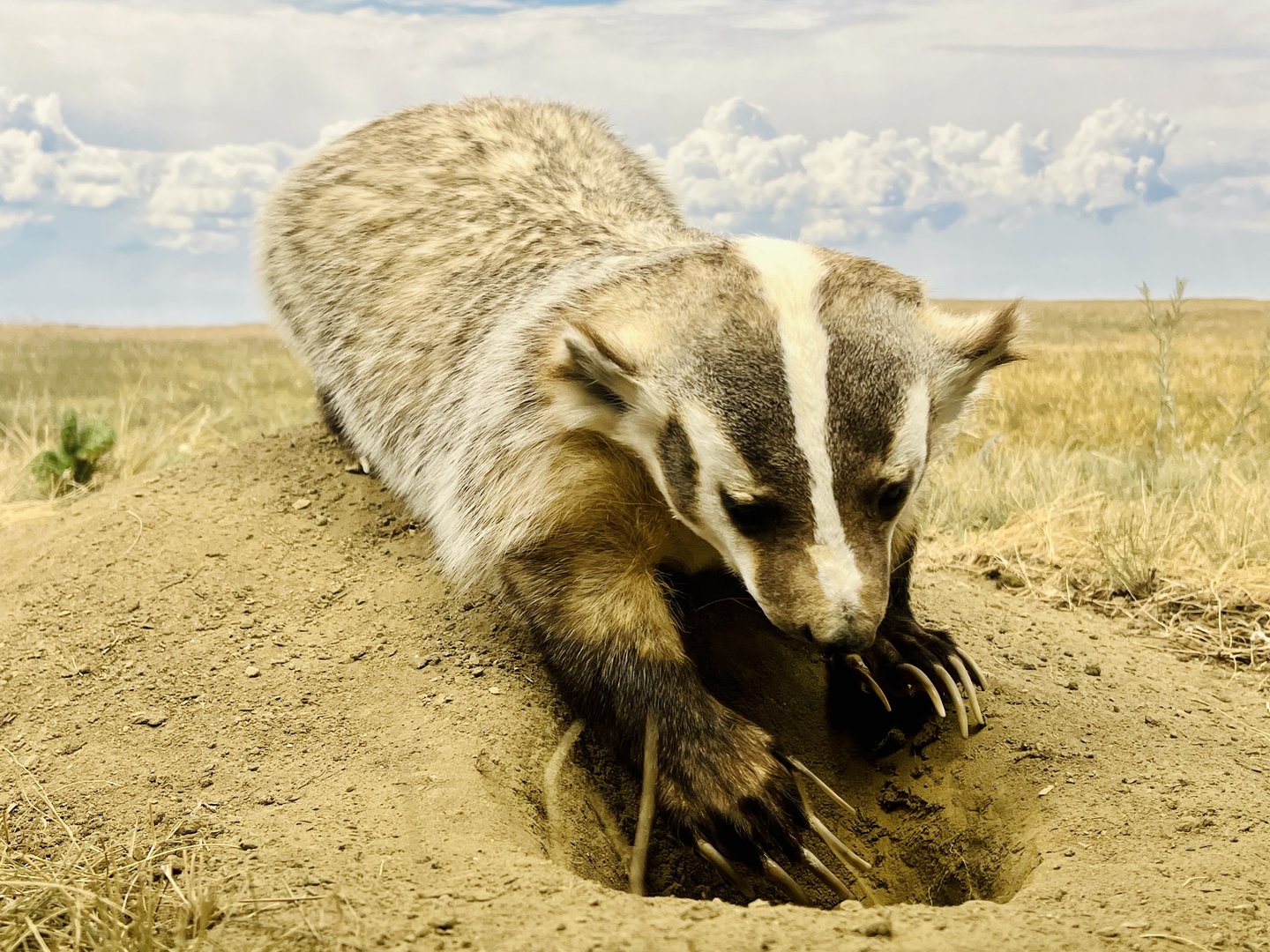 American Badger