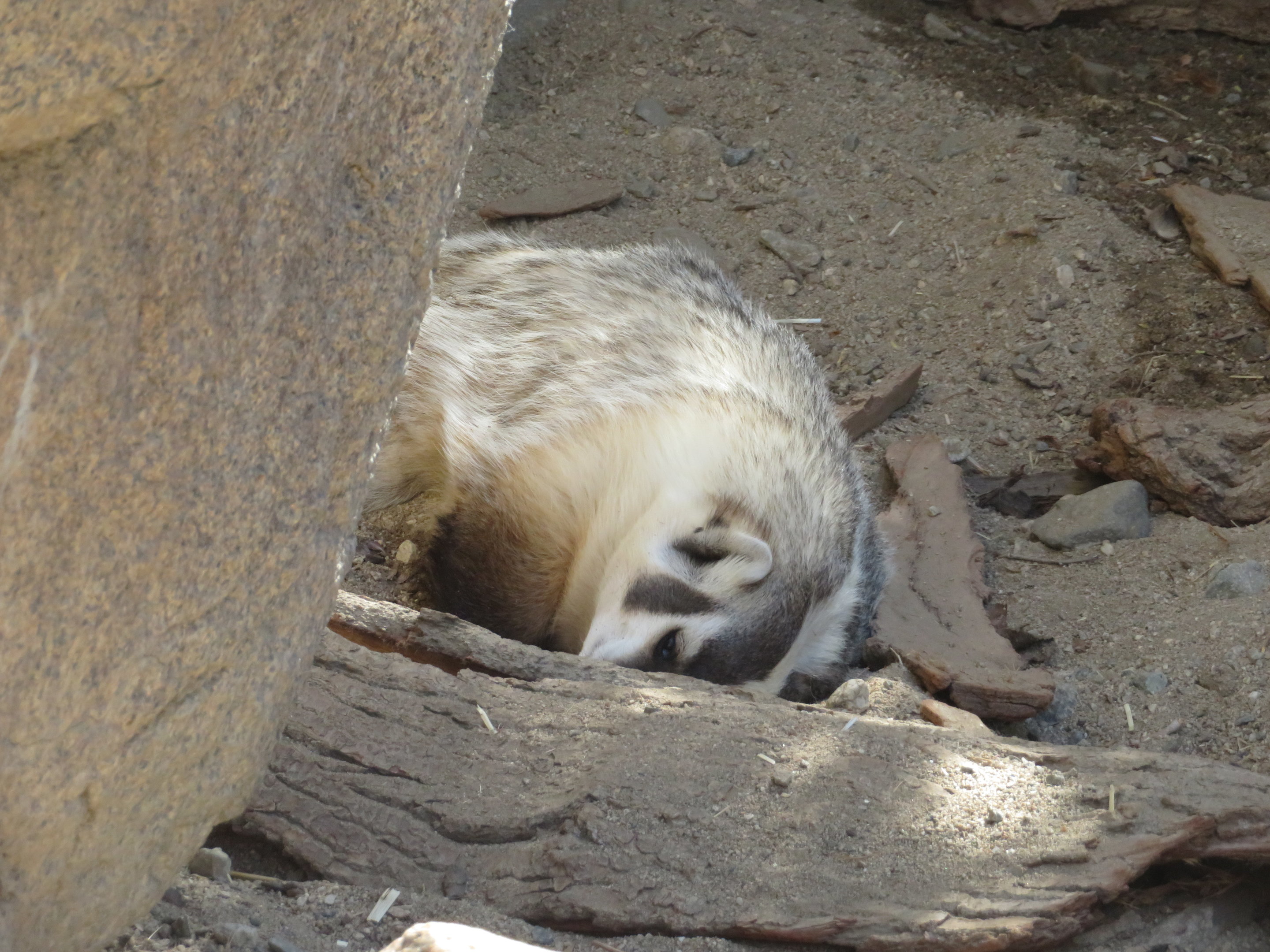 American Badger