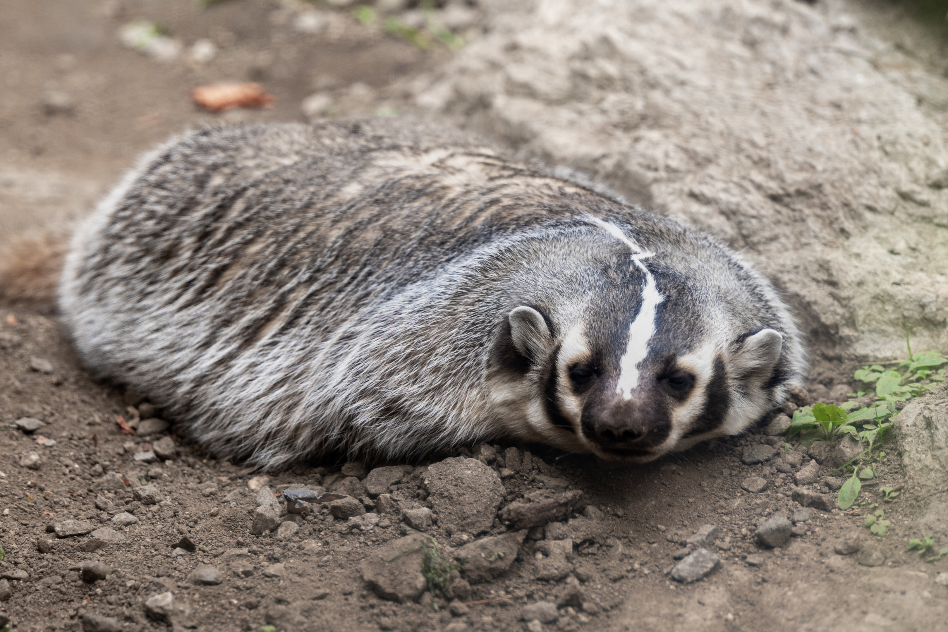 American Badger