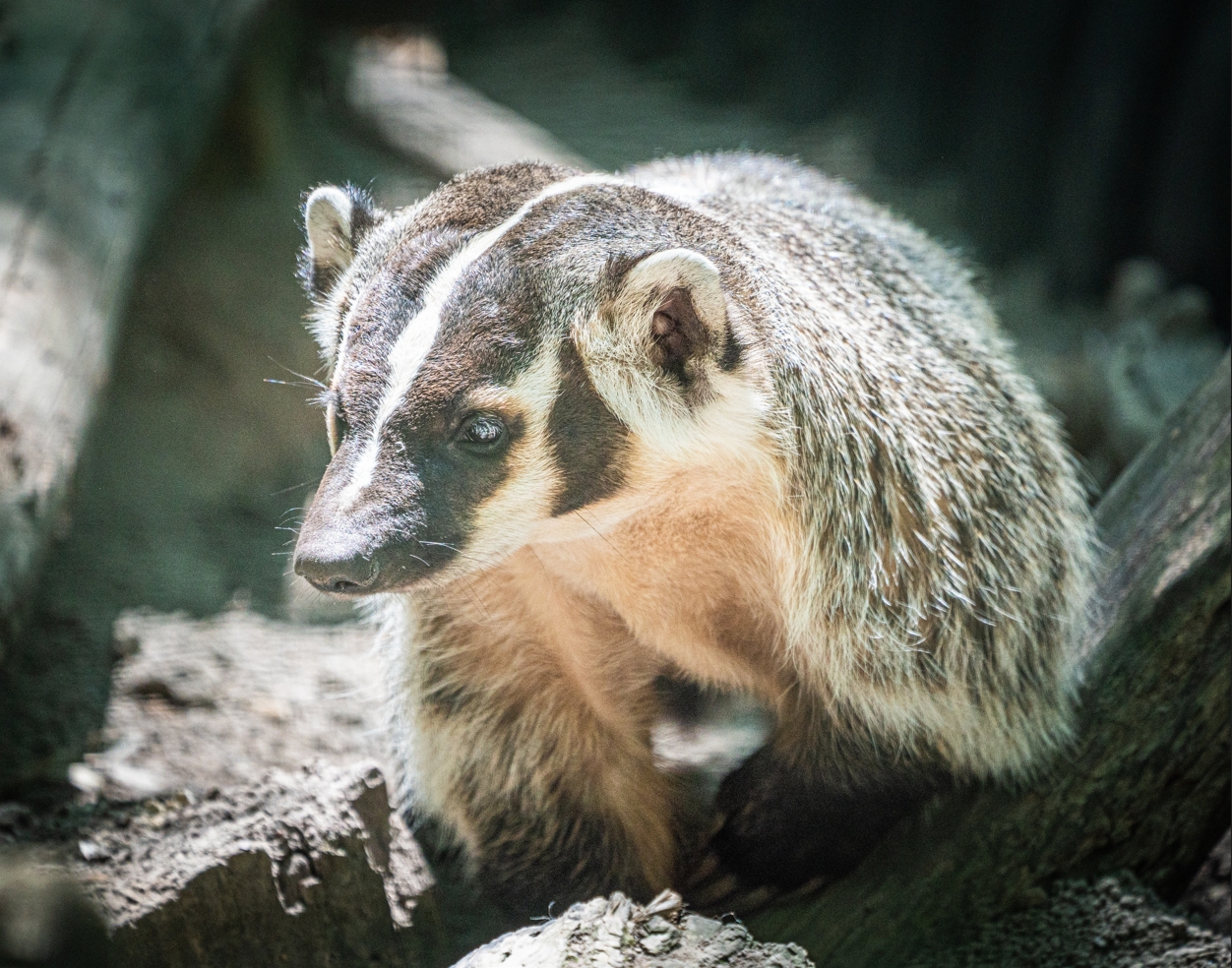 American Badger