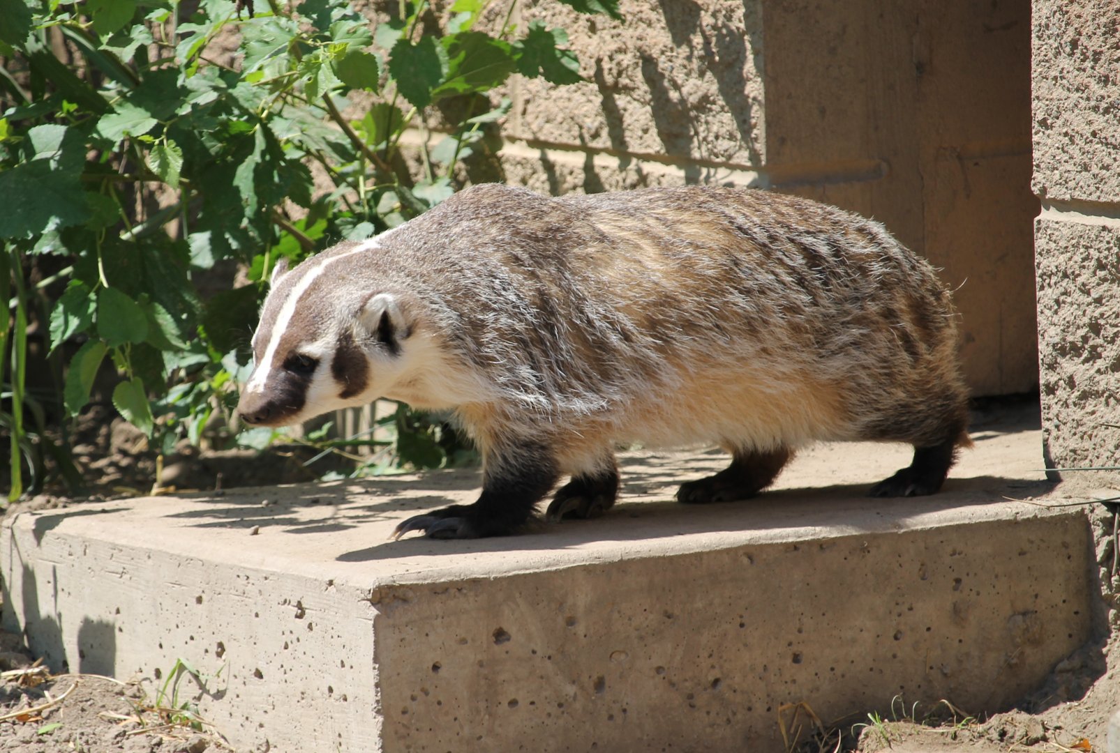 American Badger