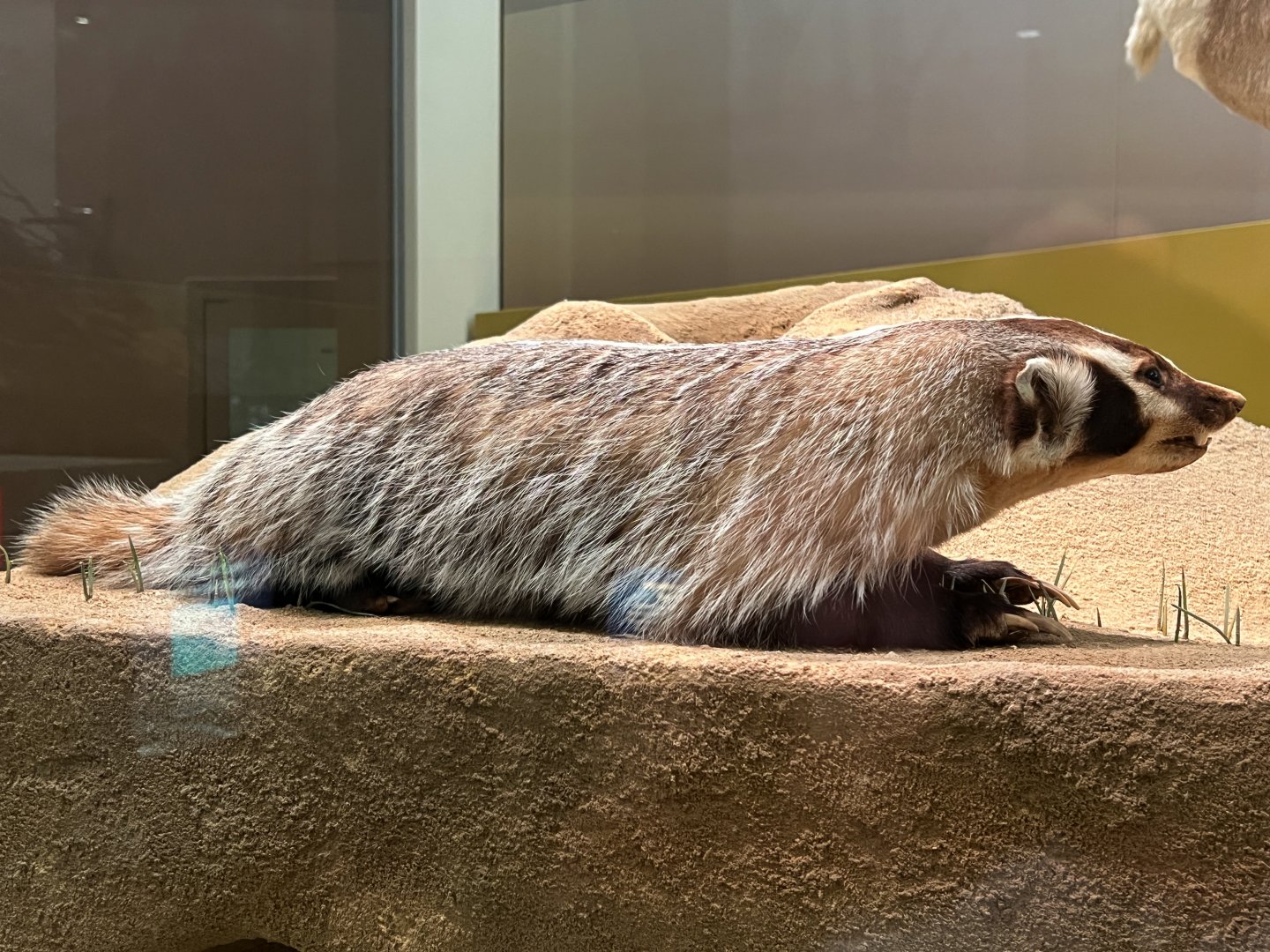American Badger