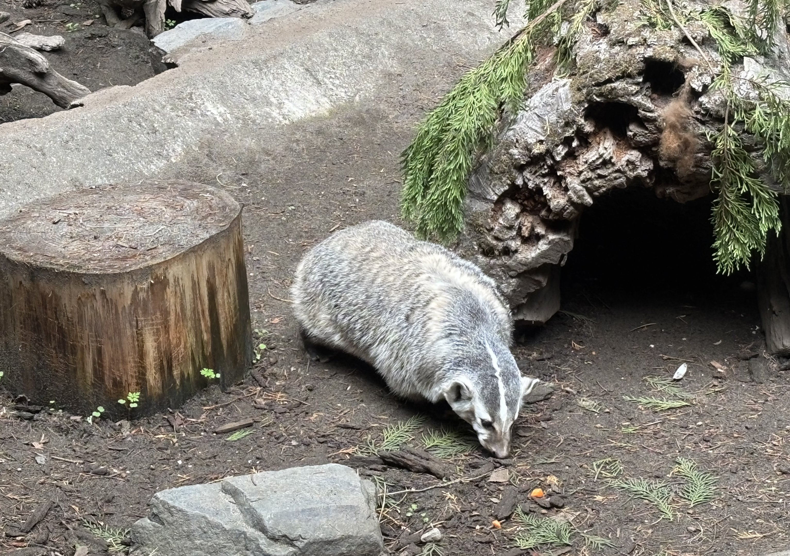 American Badger