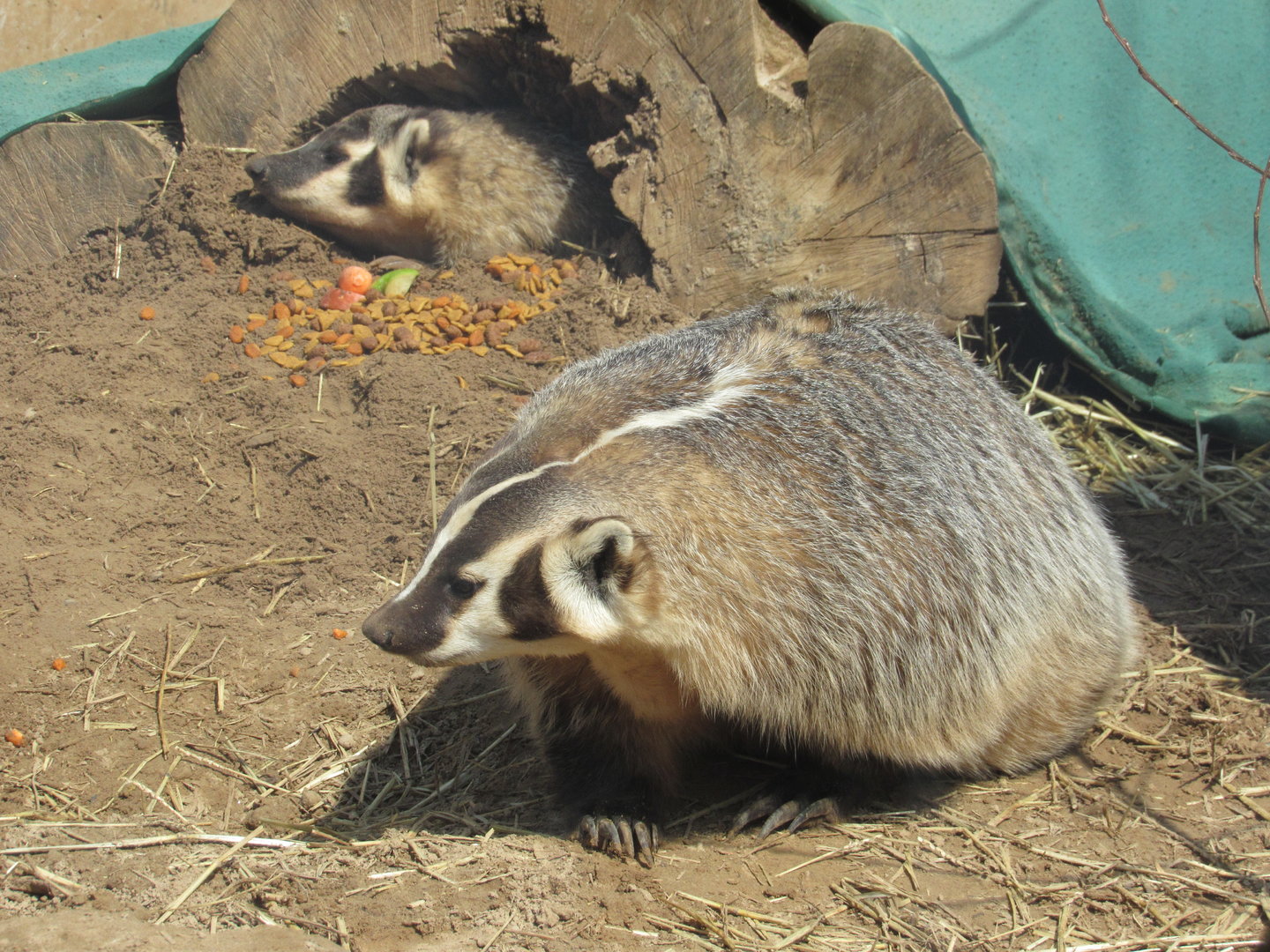 American Badgers - 4/8/23
