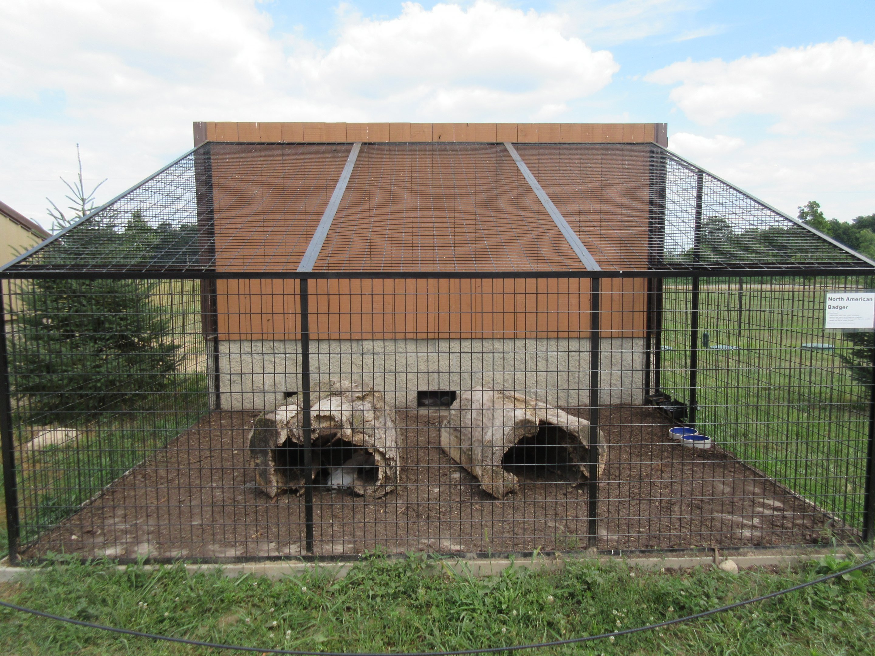 American Badgers - on cement