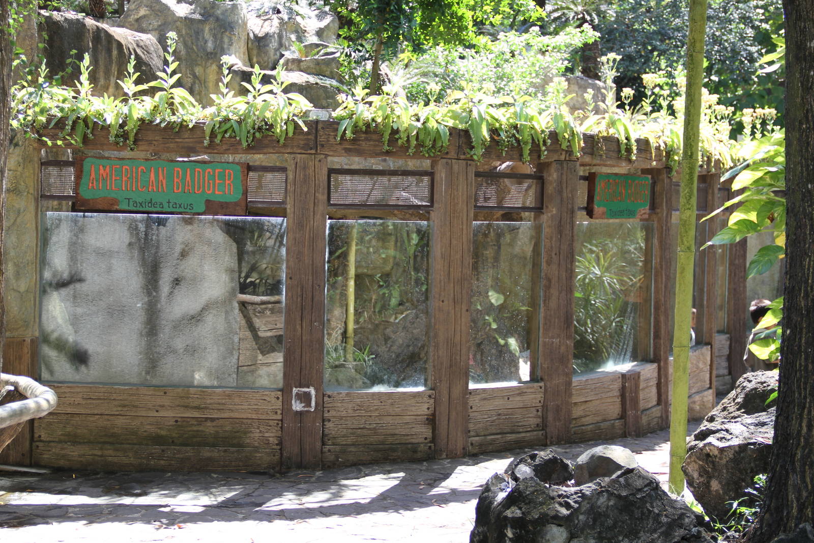 American Badger's (Taxidea taxus) exhibit
