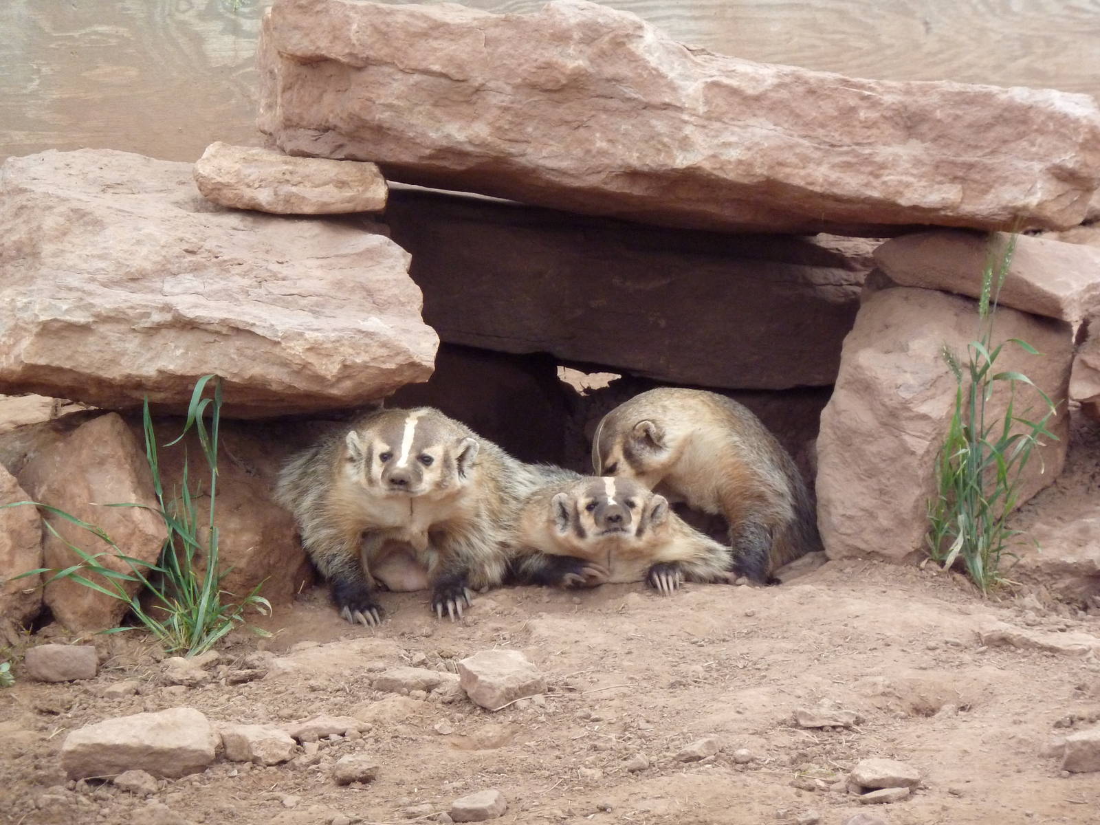 American Badgers