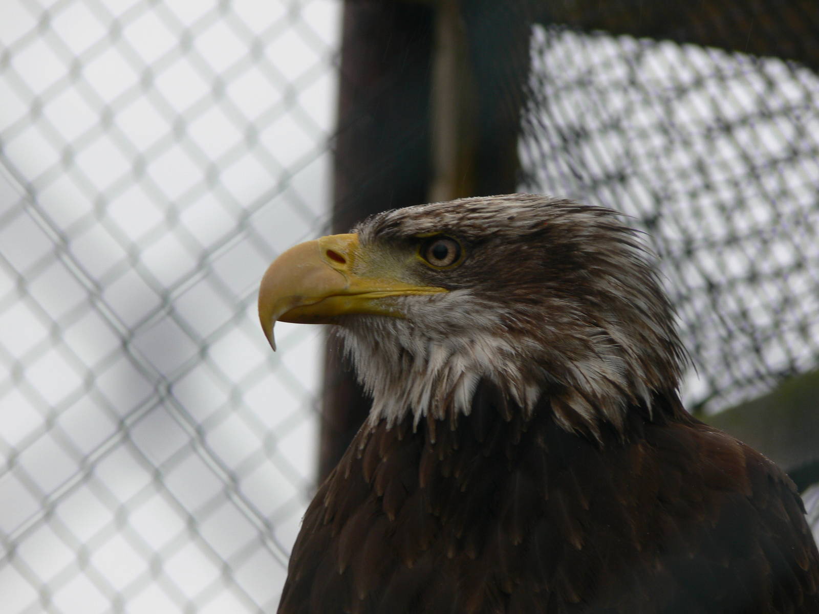American Bald Eagle at Knowsley, 28/06/14