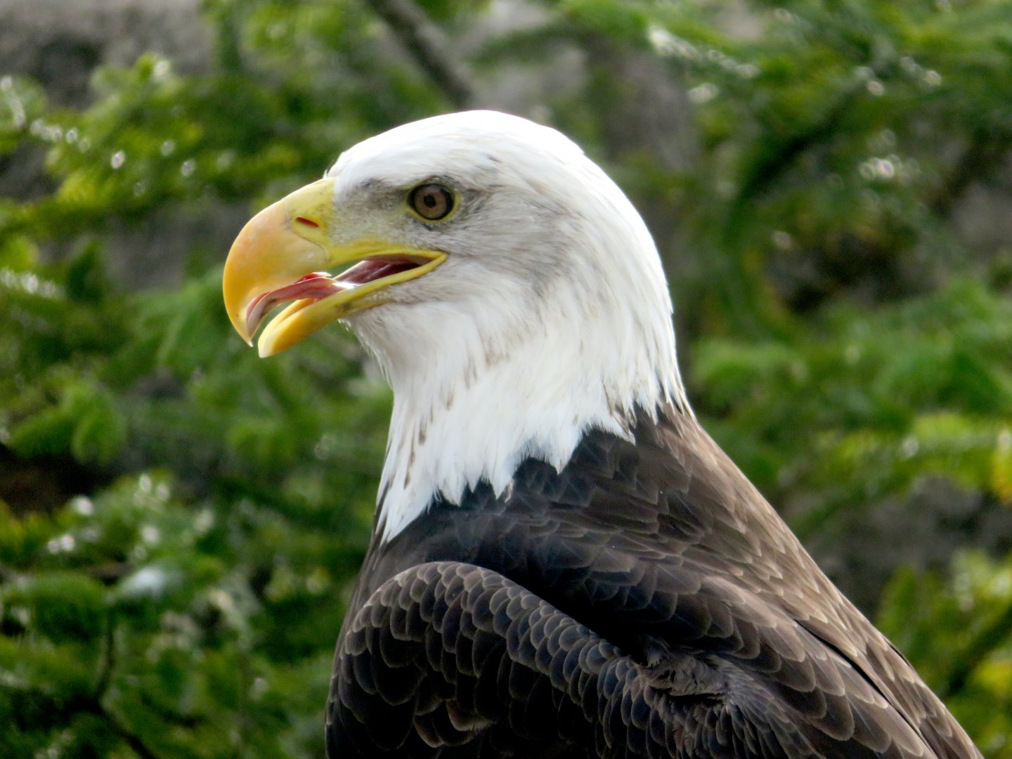 American Bald Eagle at Kobe Animal Kingdom