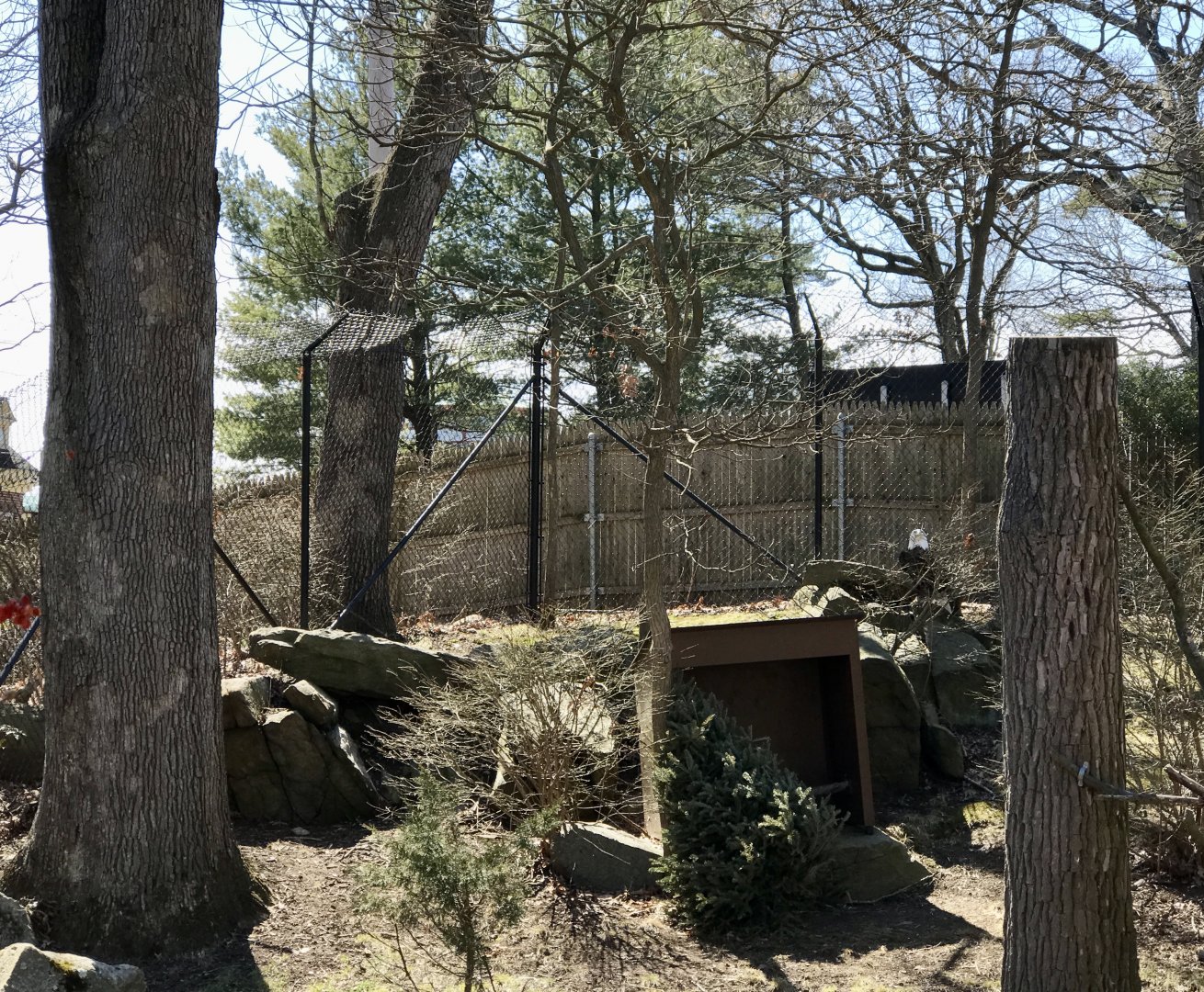 American Bald Eagle Exhibit