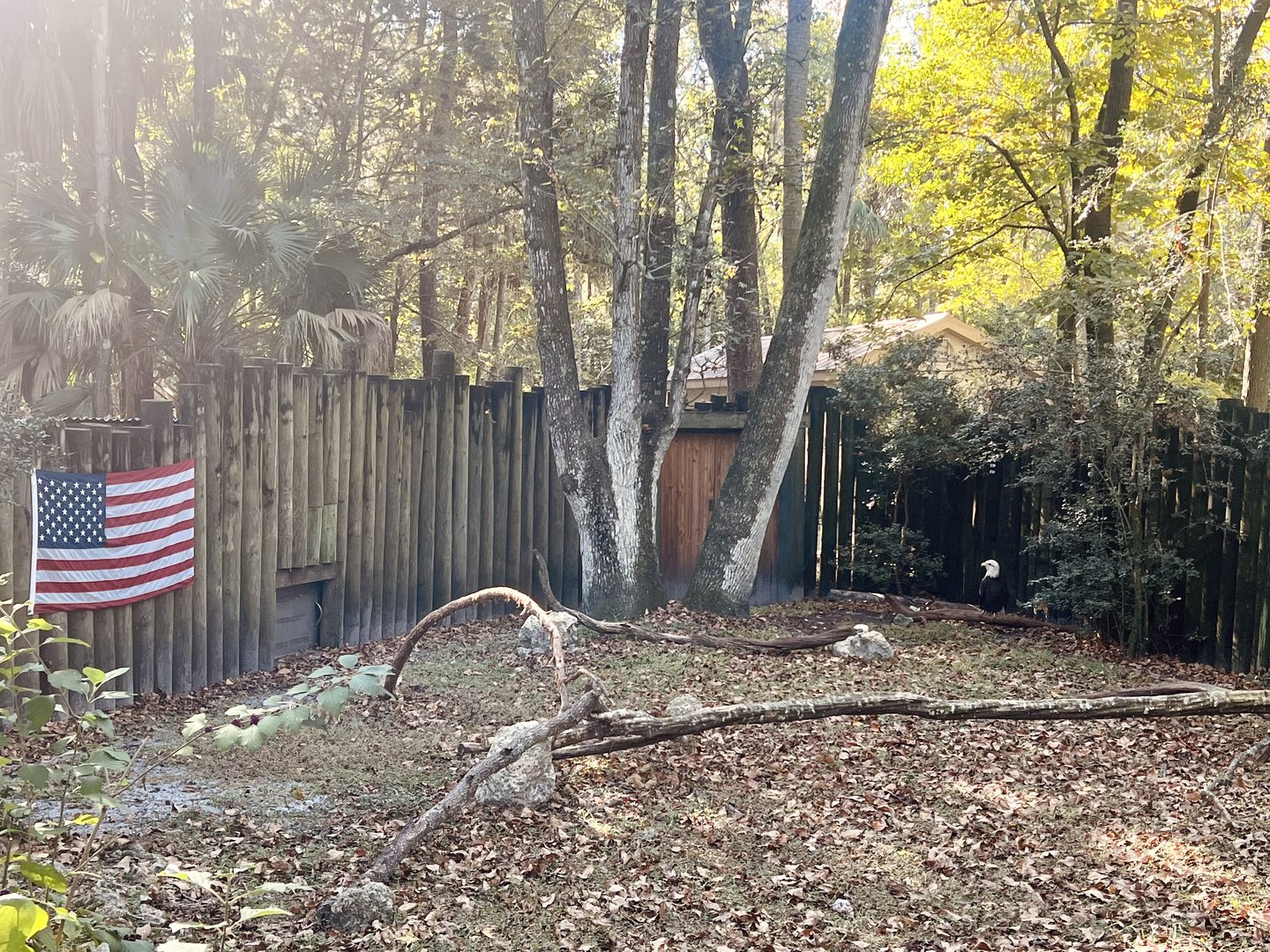 American Bald Eagle Exhibit