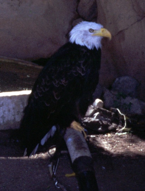 American Bald Eagle (Haliaeetus leucocephalus)