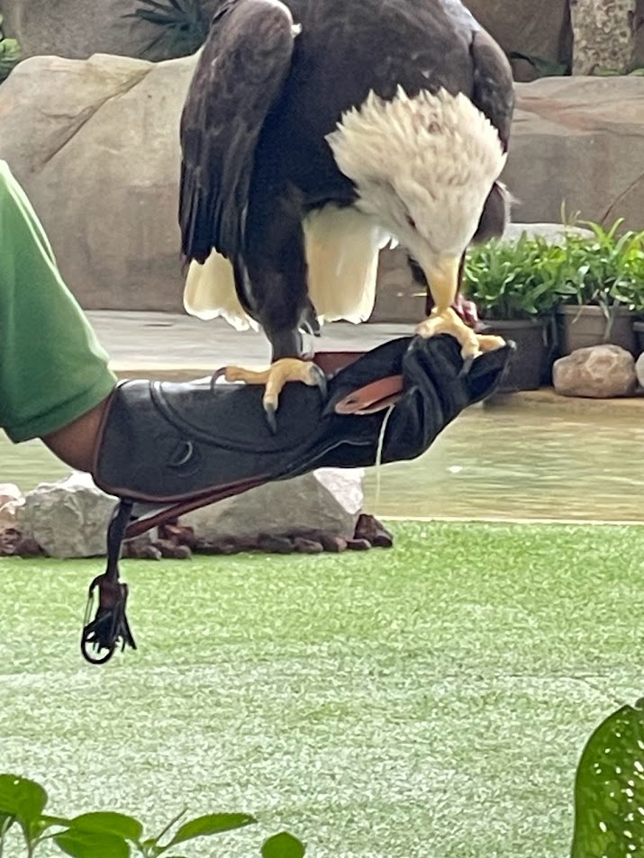 American Bald Eagle (Haliaeetus leucocephalus)
