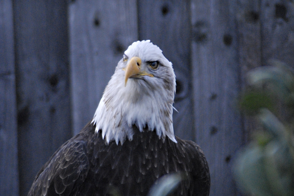 American Bald Eagle II - Millets Falconry 2021