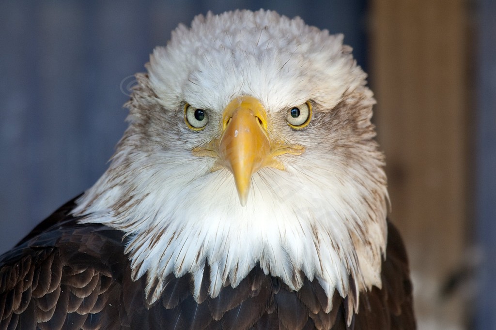 American Bald Eagle