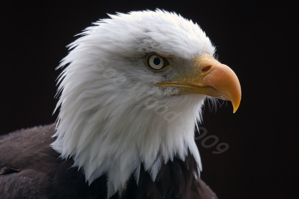 American Bald Eagle