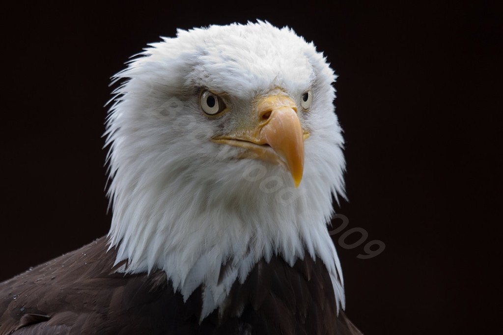 American Bald Eagle