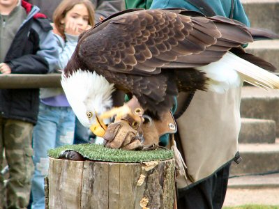 American Bald Eagle