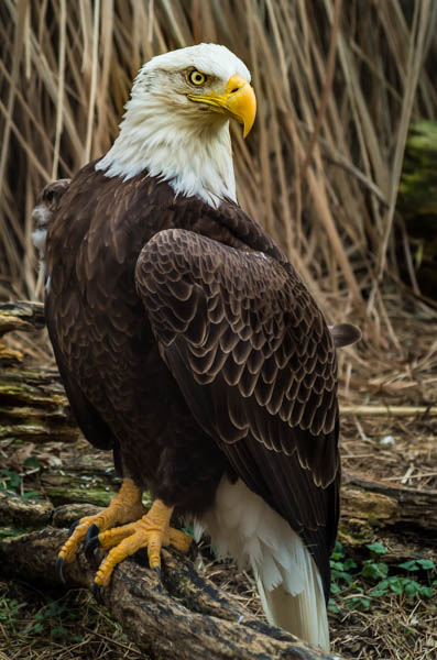 American Bald Eagle