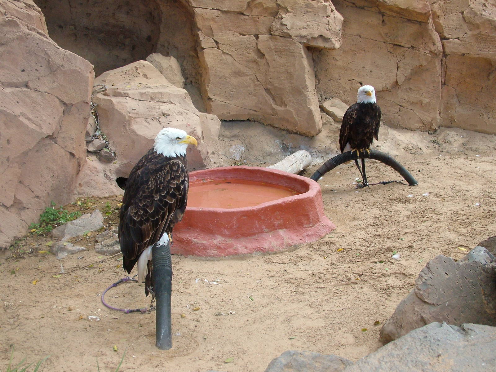 American Bald Eagles at Jungle Park (Las Aguilas), 13/11/10