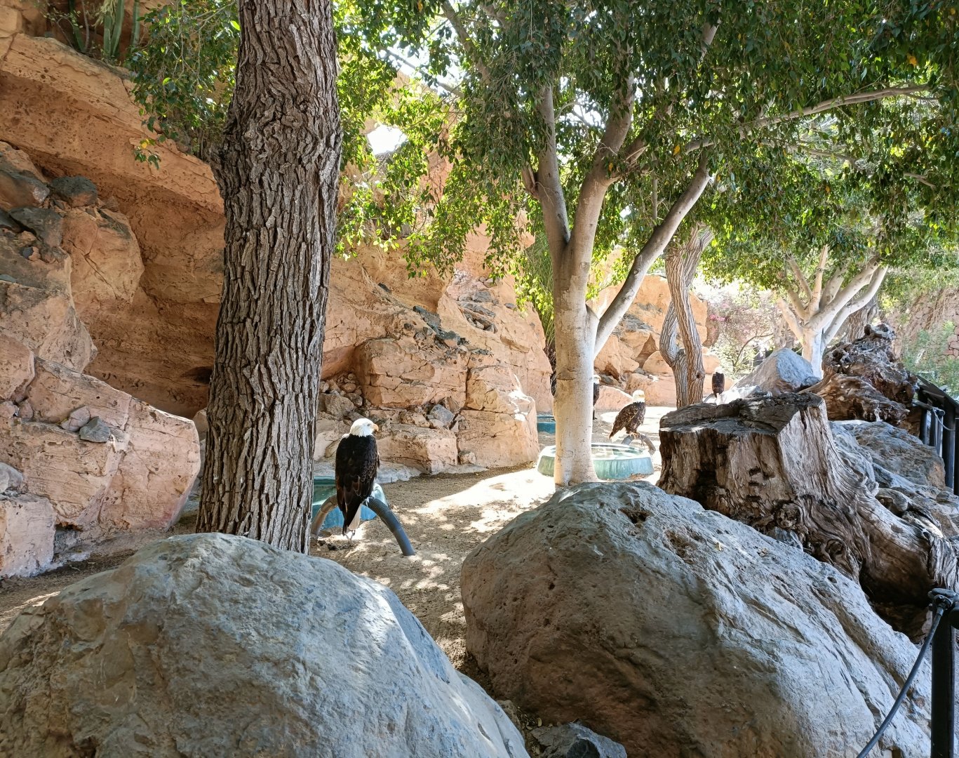 American bald eagles