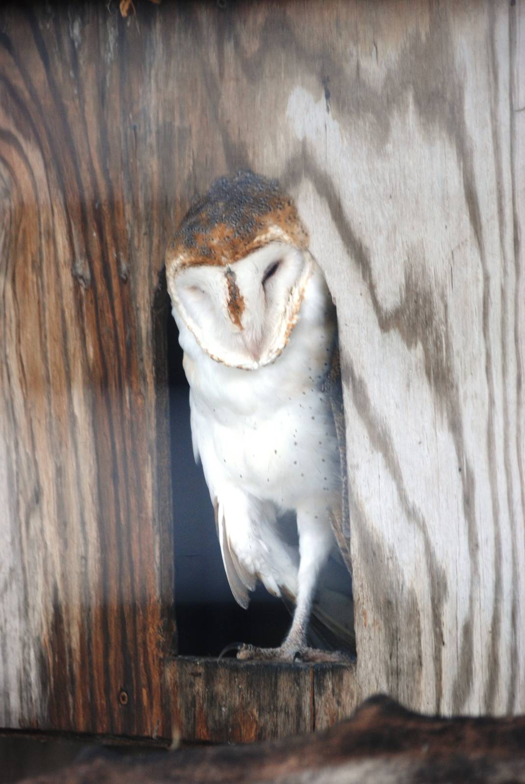 American Barn Owl at Save our Seabirds, 07/10/13
