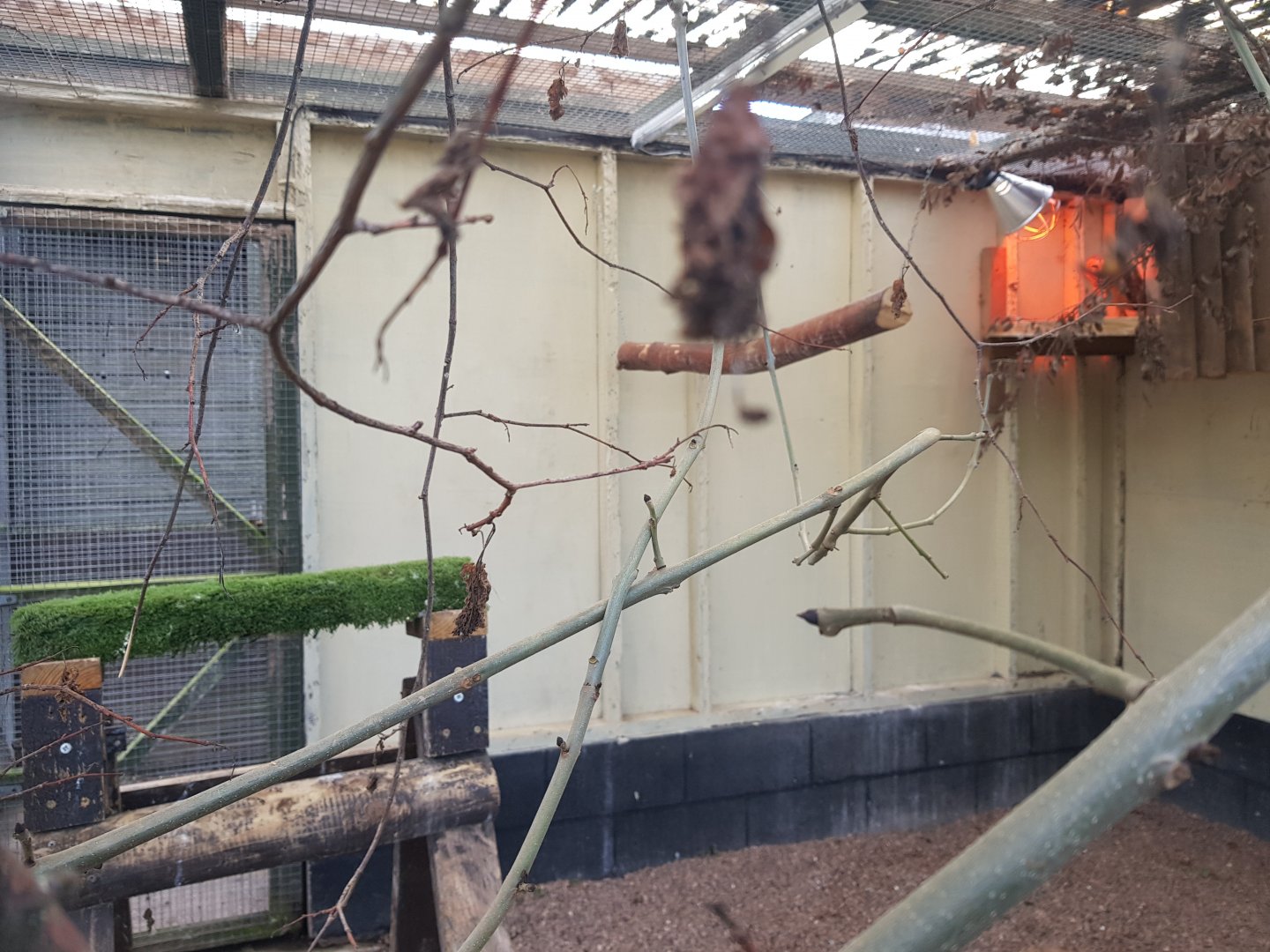 American Barn Owl Enclosure