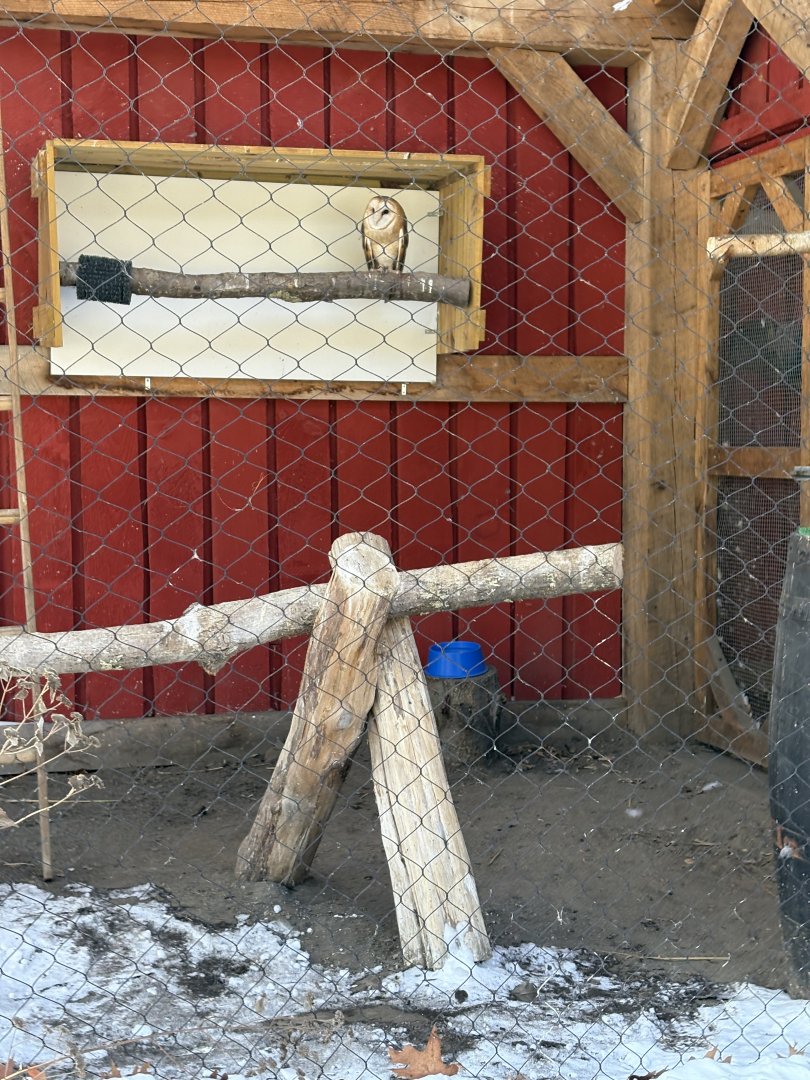 American Barn Owl - Seen January 26th 2025