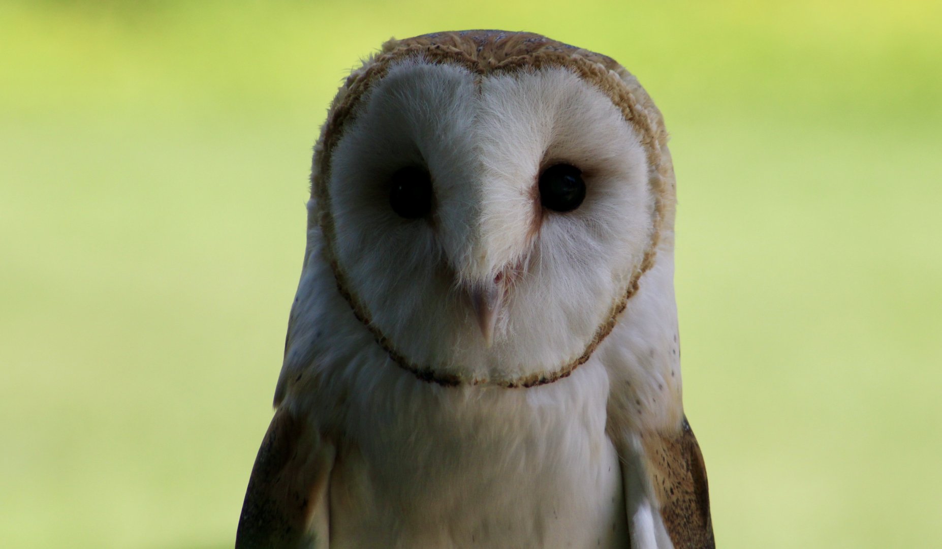 American Barn Owl (Tyto furcata) - "Luna"