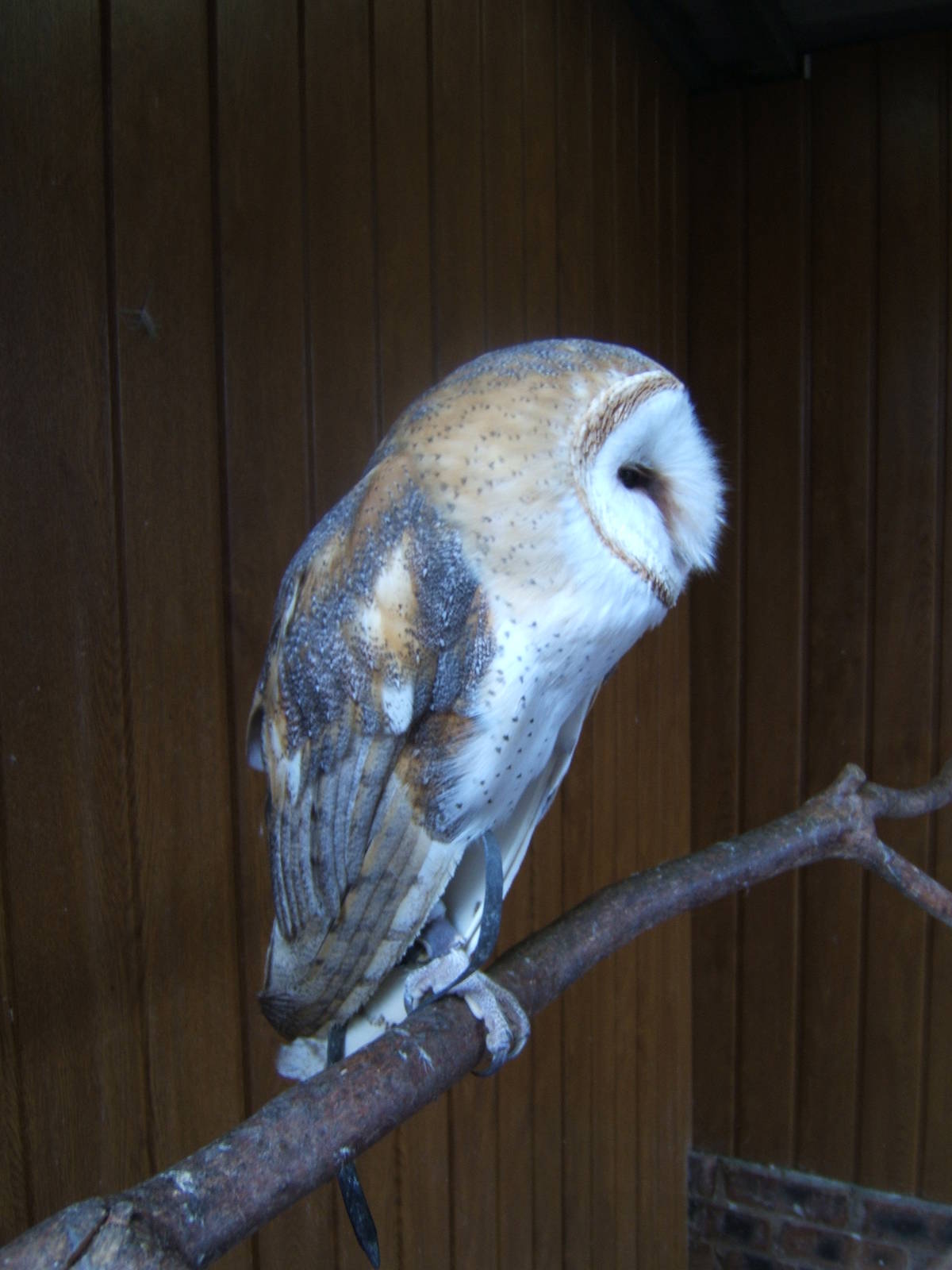 American Barn Owl
