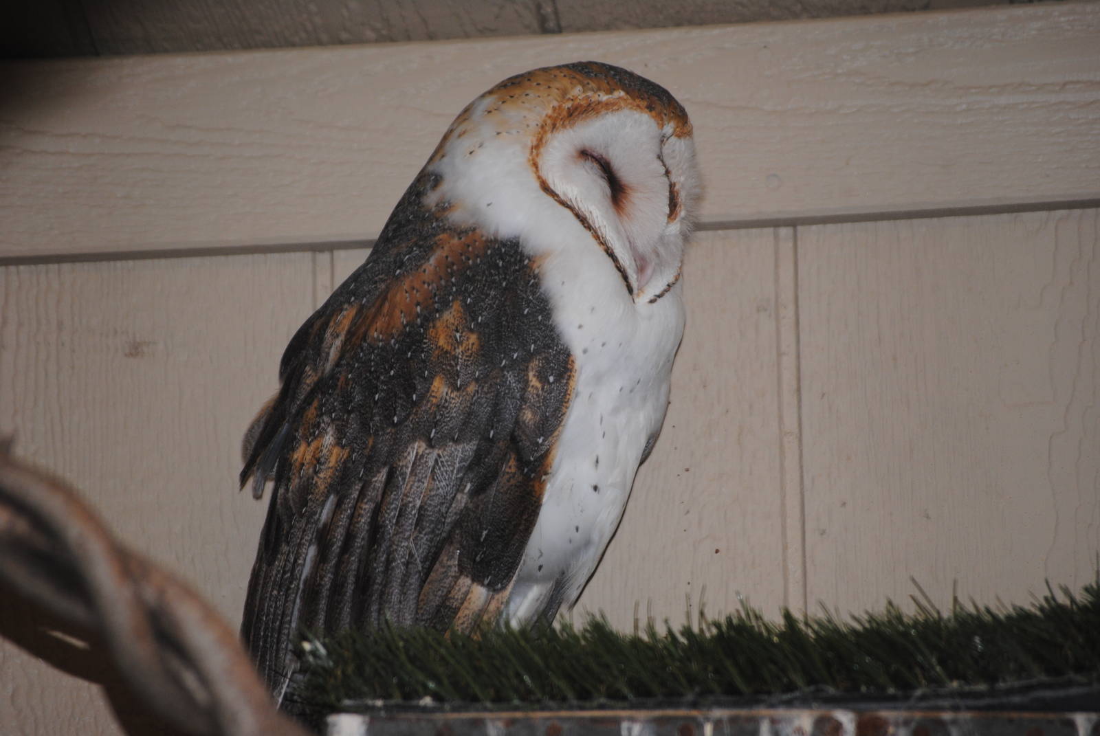 American Barn Owl