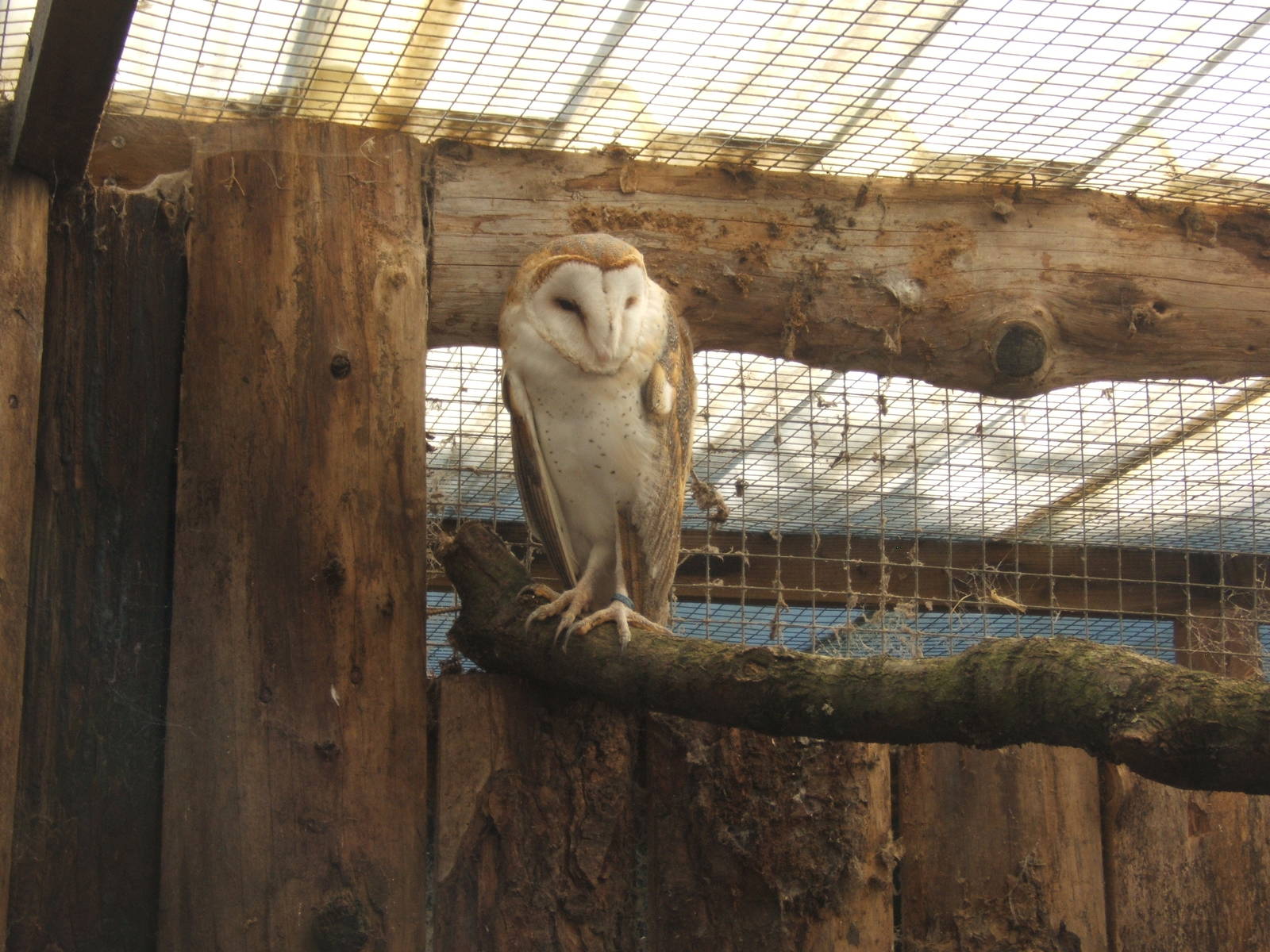 American Barn Owl