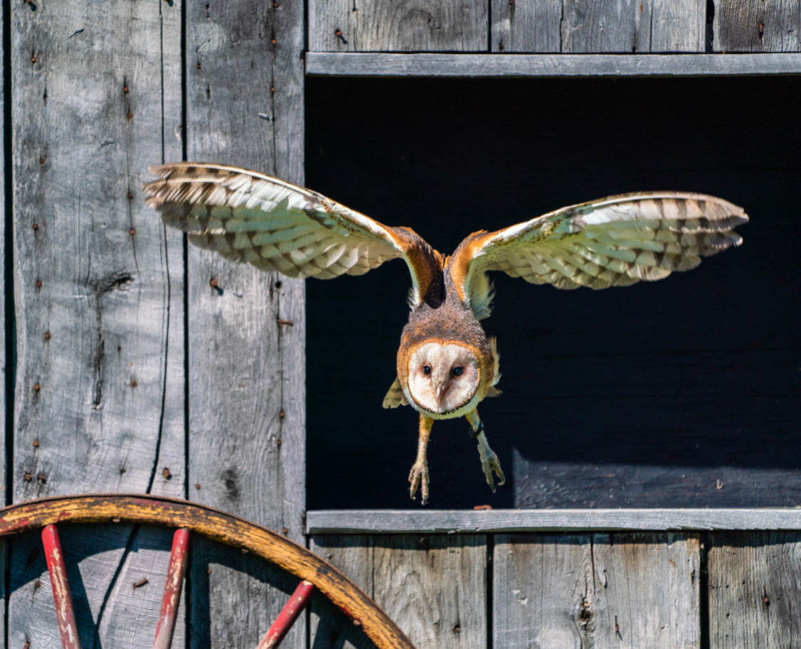 American Barn Owl