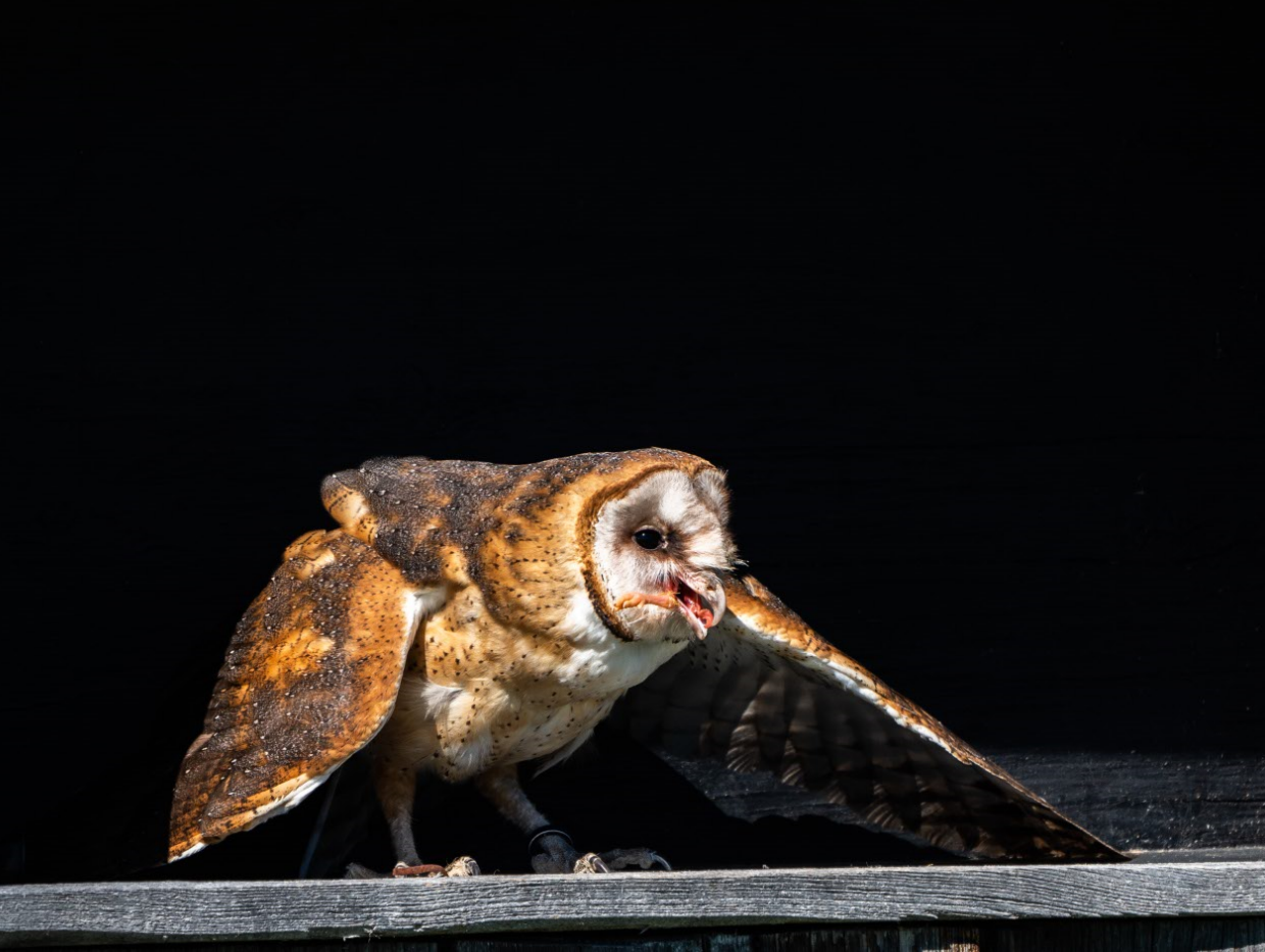 American Barn Owl